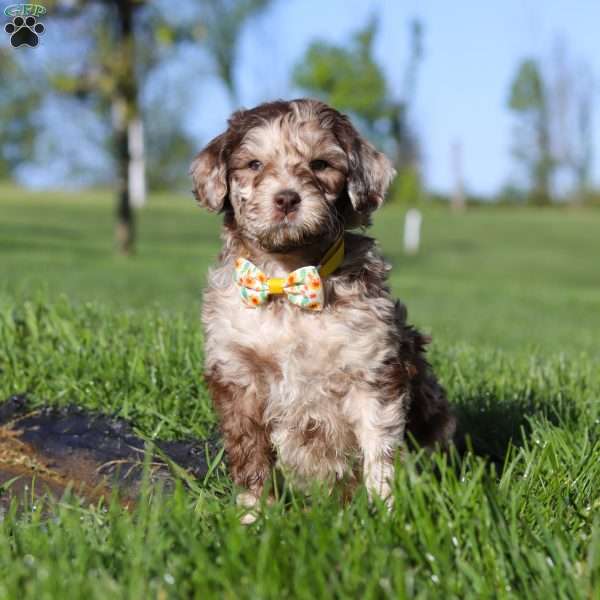 Roscoe, Newfypoo Puppy